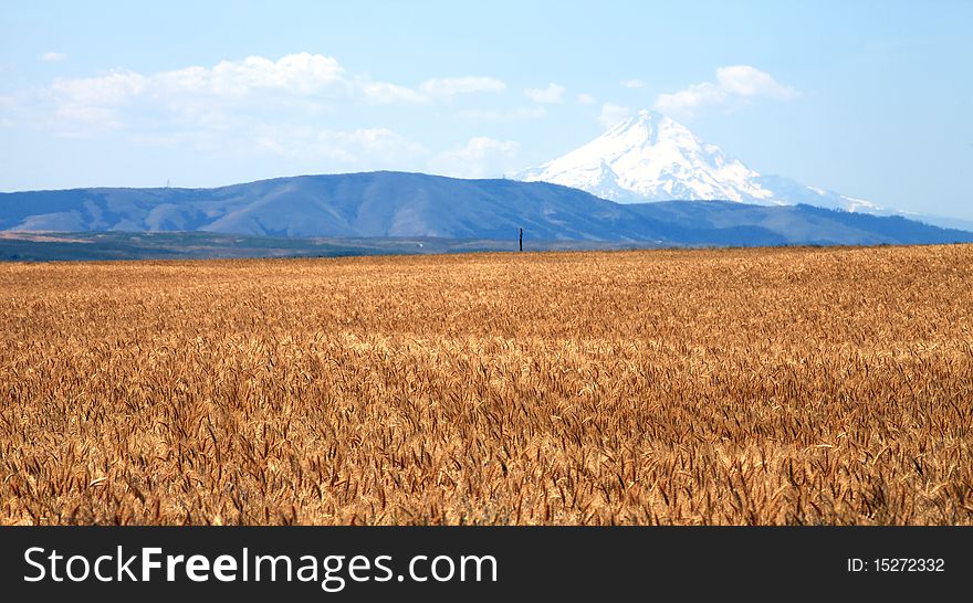 A Wheat Field & Mt. Hood.