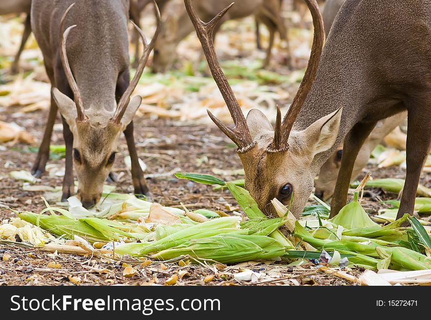 Portrait of whitetail Deer Buck eating. Portrait of whitetail Deer Buck eating.