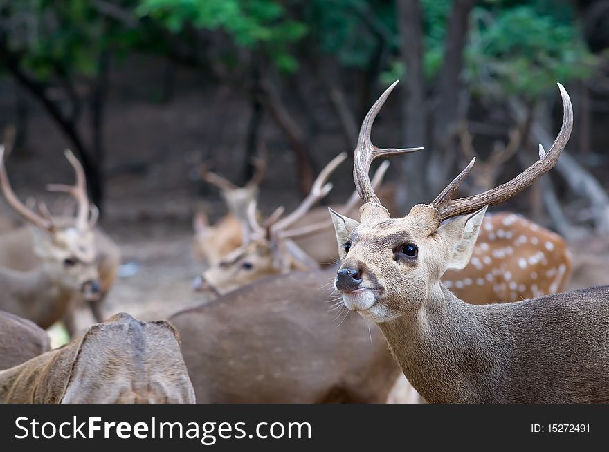 Portrait of whitetail Deer Buck eating. Portrait of whitetail Deer Buck eating.