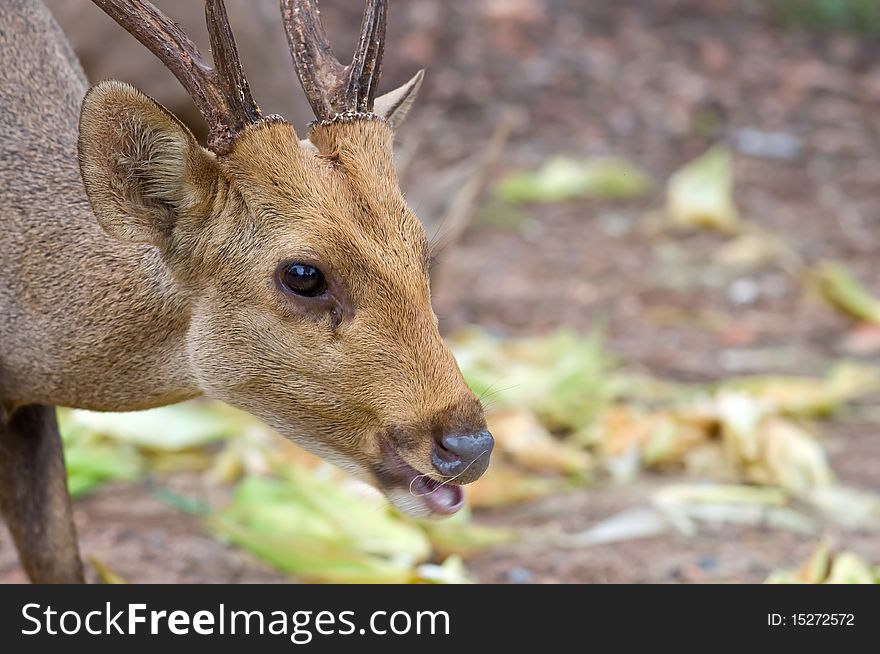 Portrait of whitetail Deer Buck eating. Portrait of whitetail Deer Buck eating.