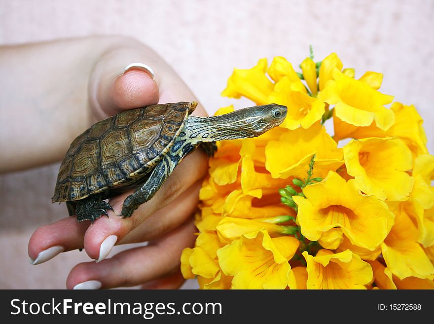Turtle in woman hand, horizontal picture.