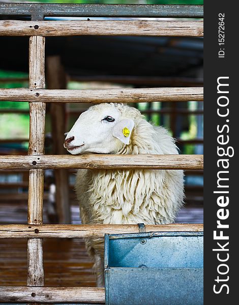 One sheep is trying to go out from the cage at farm in Ratchburee of Thailand. One sheep is trying to go out from the cage at farm in Ratchburee of Thailand