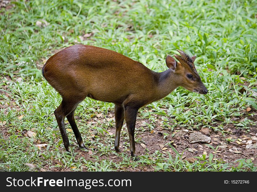 Barking Deer