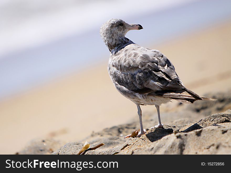 A seagull standing on the sand at the beach