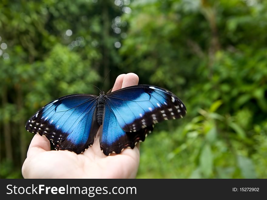 Blue Morpho butterfly on a hand