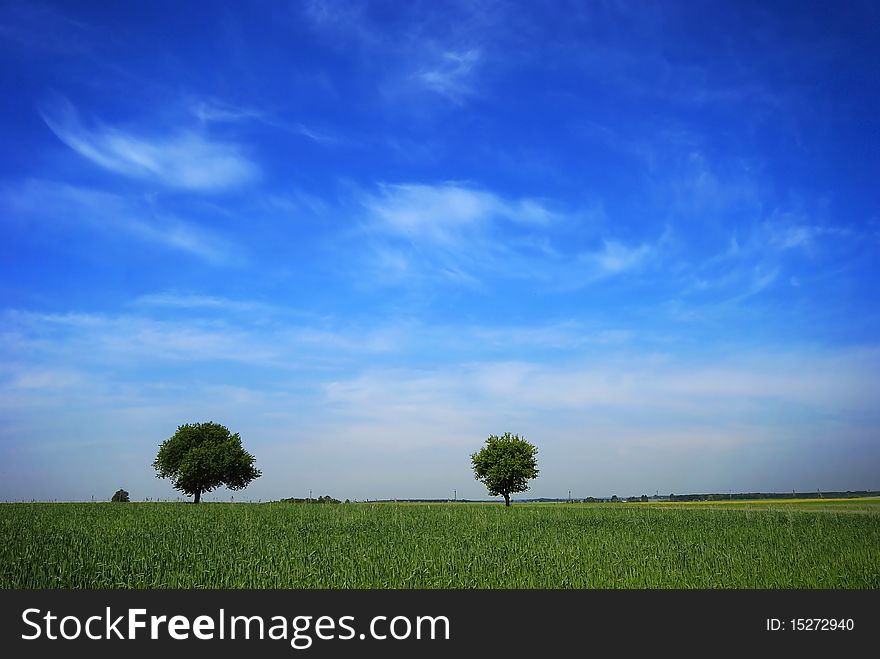 Fields and trees relating to the blue sky. Fields and trees relating to the blue sky