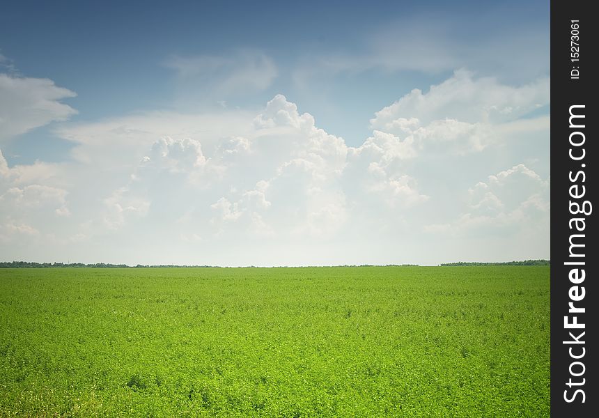 Field of grass and perfect sky