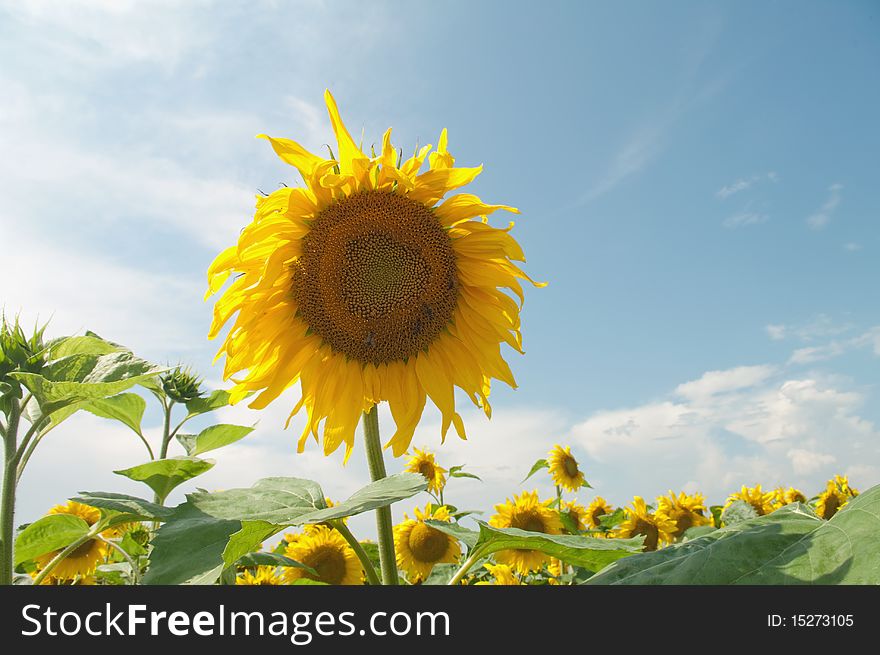 Fresh sunflower on blue sky as background