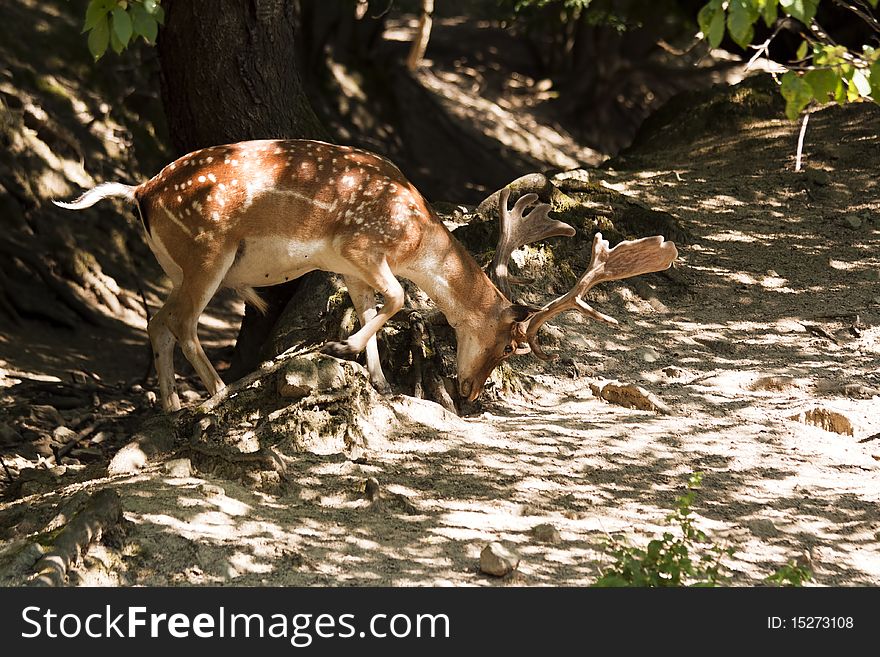 Fallow Deer - Dama dama, Male (Buck)