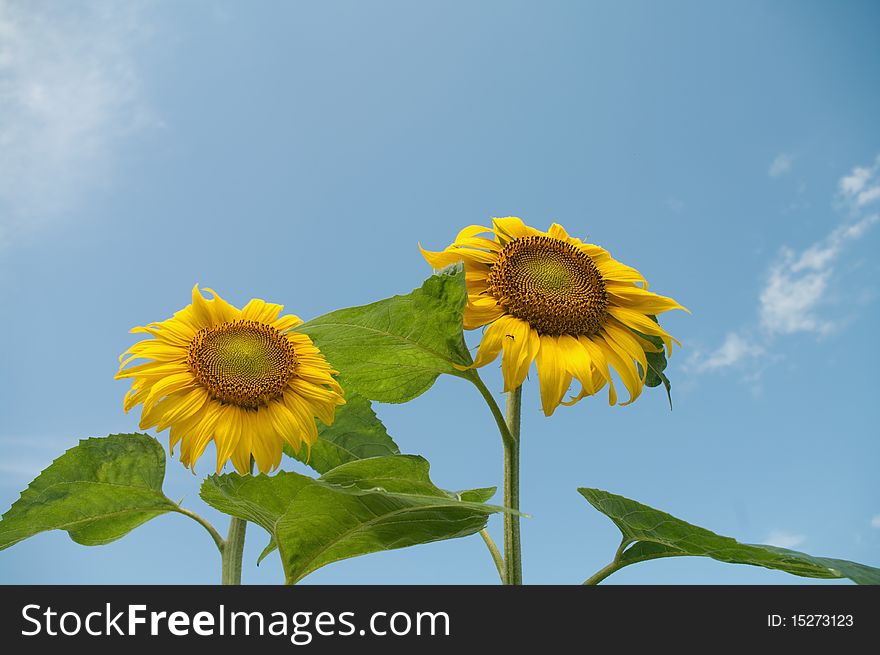 Fresh sunflower on blue sky as background