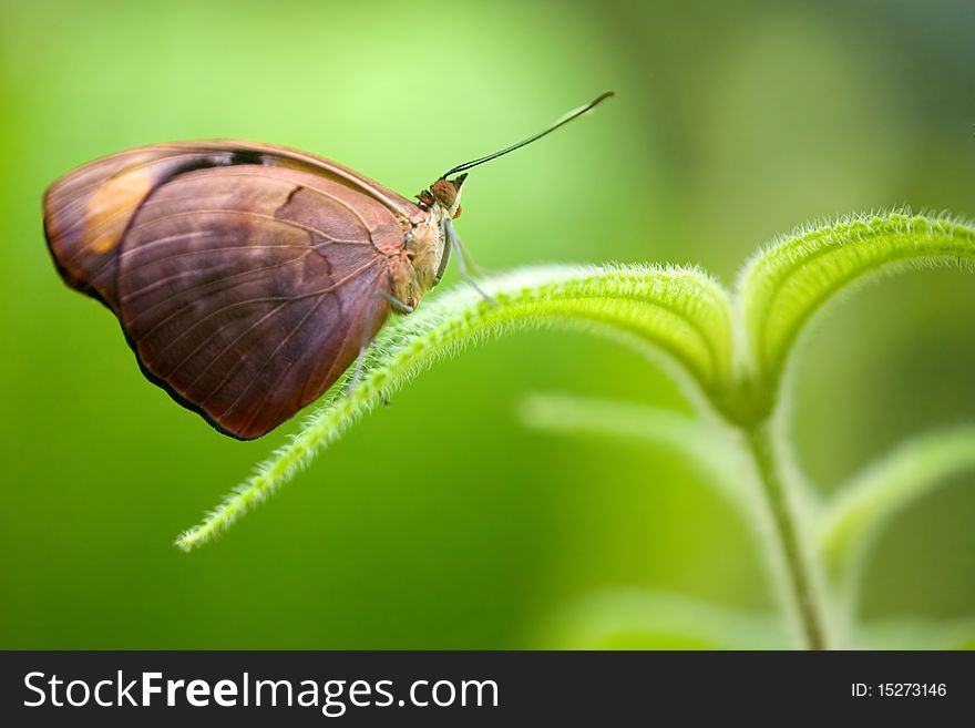 Grecian Shoemaker butterfly or Blue frosted Catone, male