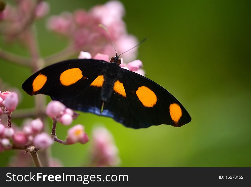 Grecian Shoemaker butterfly or Blue frosted Catone, male