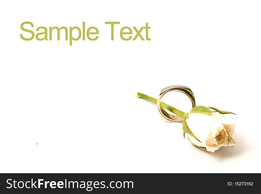 White rose and ring on white background