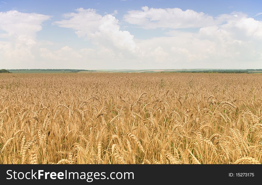 Golden, ripe wheat in the blue sky background.
