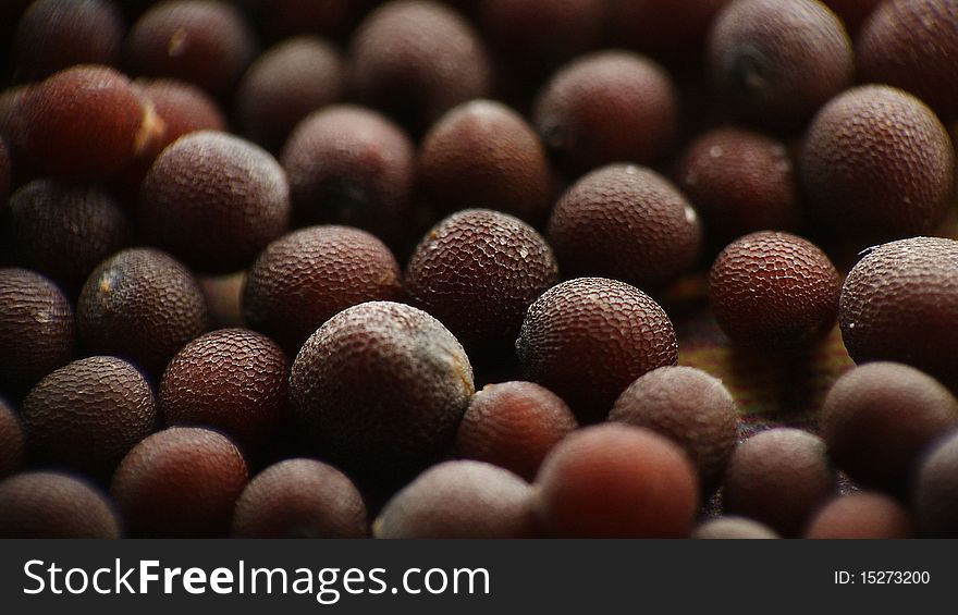 A super macro shot of Mustard Seeds. A super macro shot of Mustard Seeds