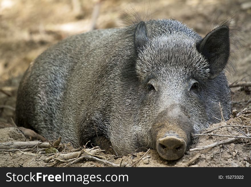 Picture of a female wild boar. Picture of a female wild boar