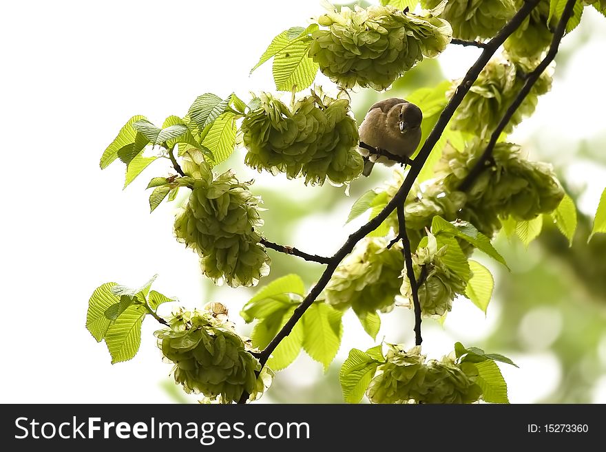 European greenfinch on a branch. European greenfinch on a branch