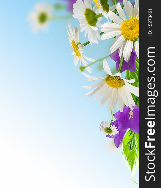 White daisywheels with blue campanula on blue background