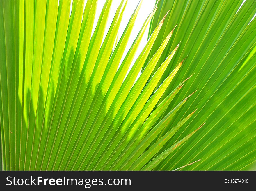 Green leaves of palm trees. , A radial manner