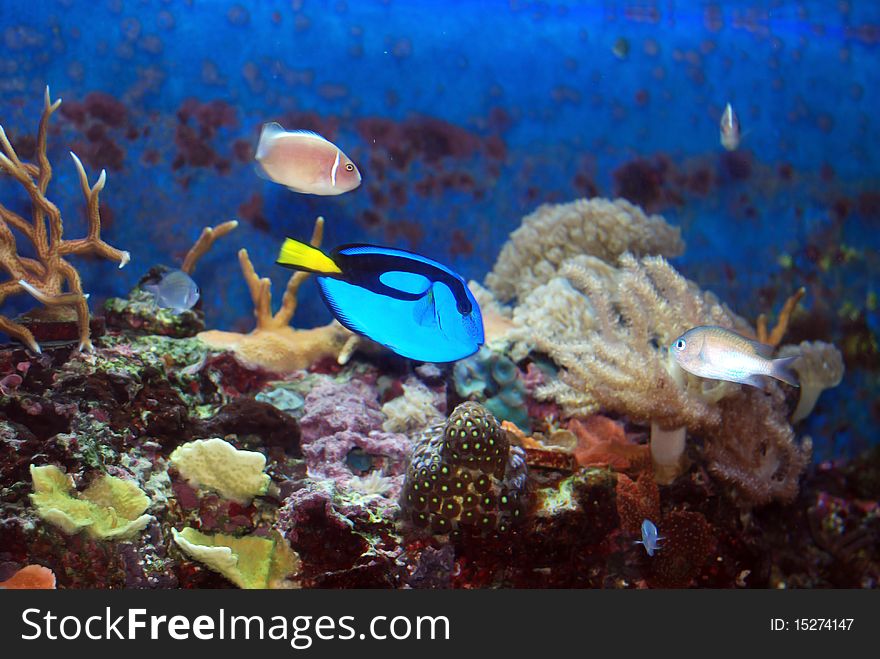 Blue tang pink clown and the chromis