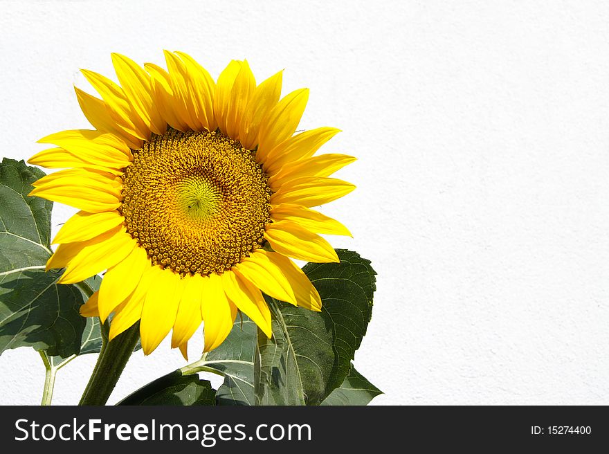 Sunflower on a white backgound