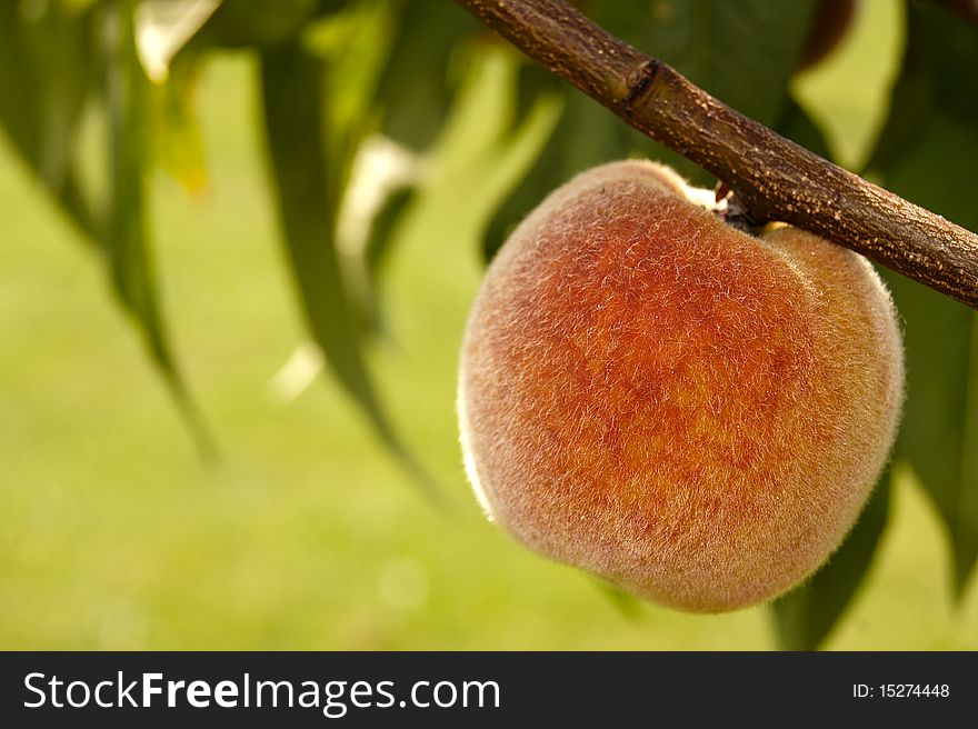 Hairy peach on a wood branch. Hairy peach on a wood branch