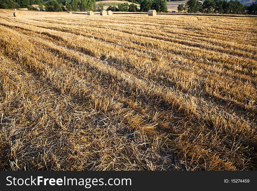 Fields cultivate to grain in campania italy. Fields cultivate to grain in campania italy