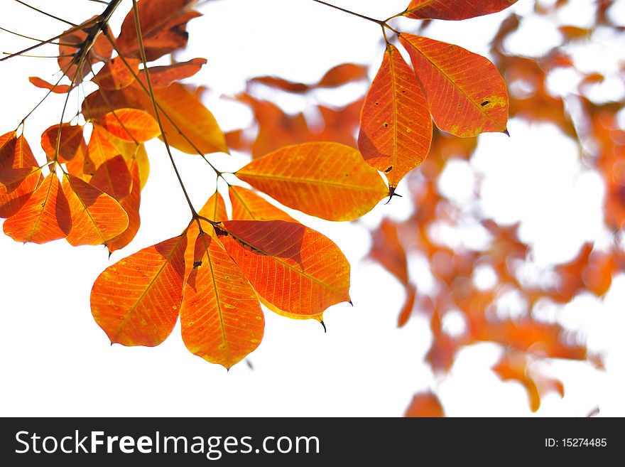 Red leaf Dry twig in autumn