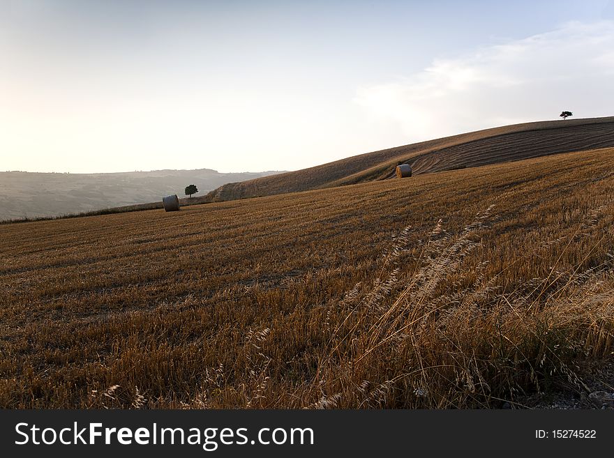 Fields cultivate to grain in campania italy. Fields cultivate to grain in campania italy