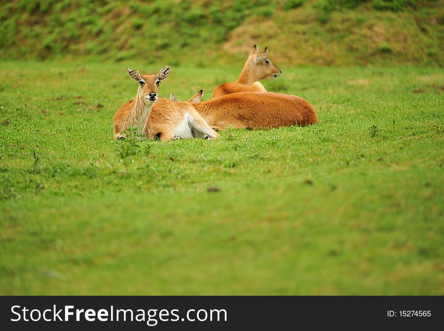 Red Lechwe laying down in a field selective focus and copy space.