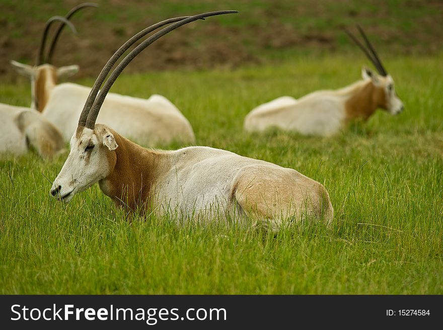 Scimitar Horned Oryx laying in a field with copy space.