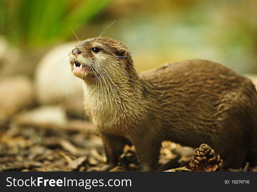 Otter with copy space and selective focus