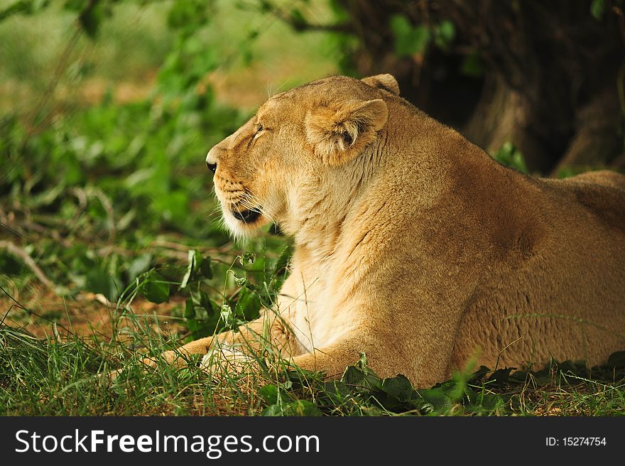 Lioness with copy space under a tree