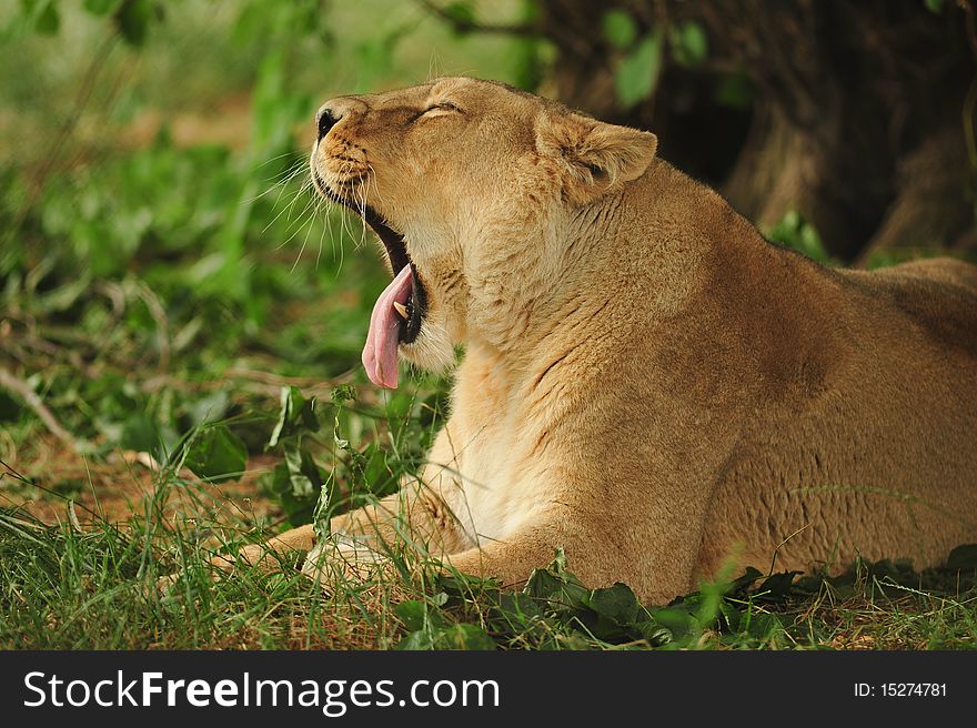 Lioness with copy space under a tree