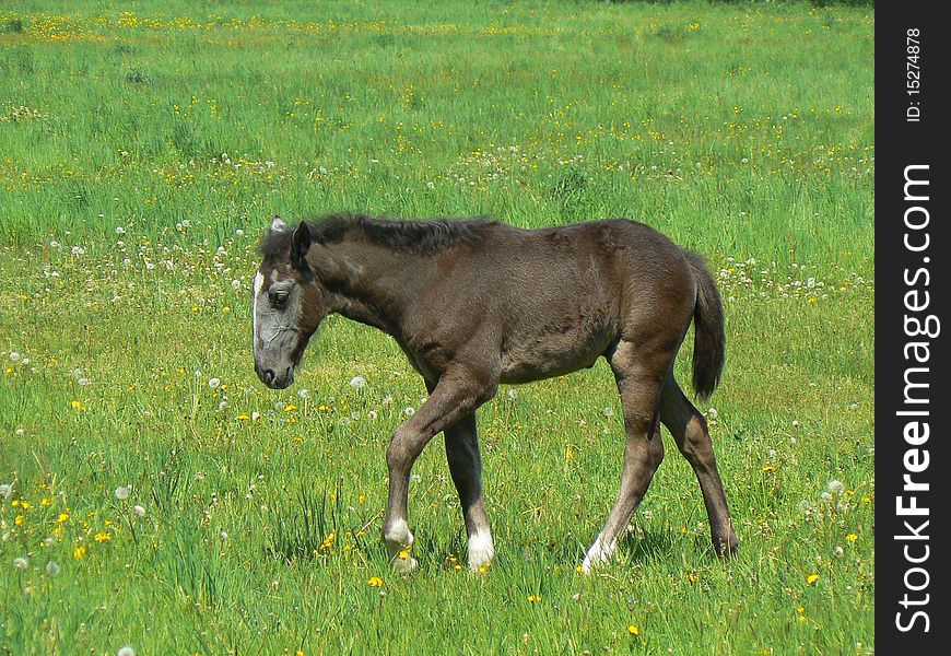 Young colt is walking on grass
