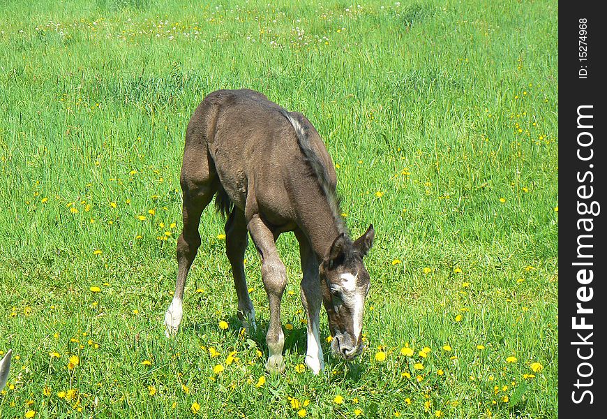 Young colt is grazing on the grass