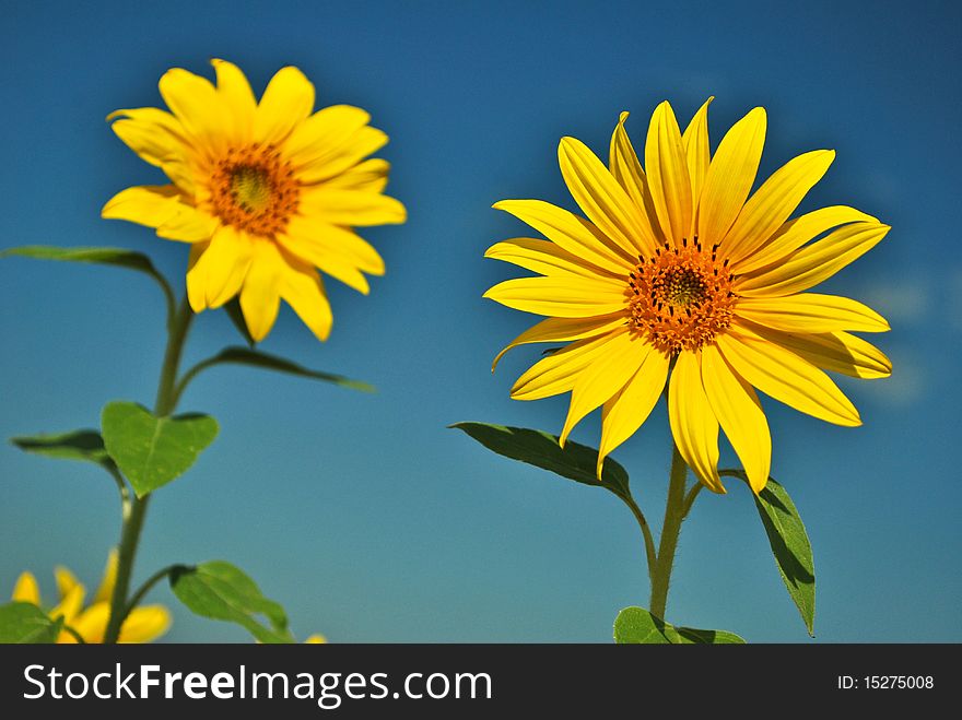 Fresh gold sunflowers under the blue sky