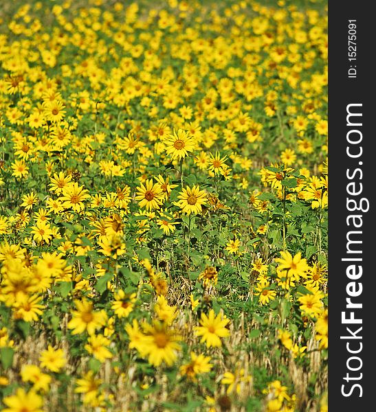 Fresh gold sunflowers under the blue sky