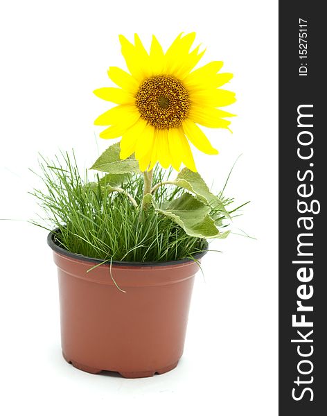 Sunflower on the white background