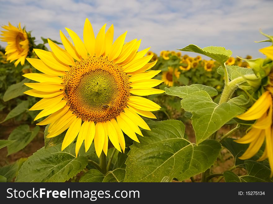 Sunflower on a field with sky and clouds
