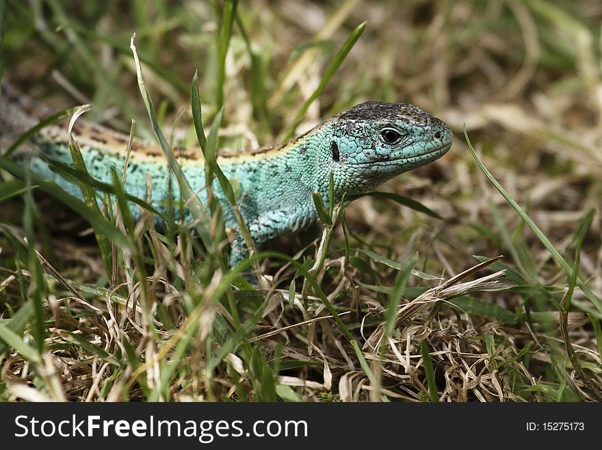 The Sand Lizard (Lacerta agilis) is a lacertid lizard distributed across most of Europe and eastwards to Mongolia. The Sand Lizard has a light underbelly and a dorsal stripe: males tend to be darker and colour and turn partly or wholly bright green during the mating season.