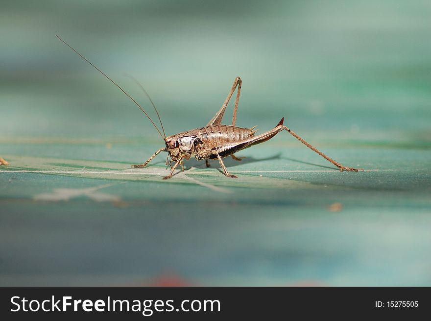 Image of grasshopper against green background