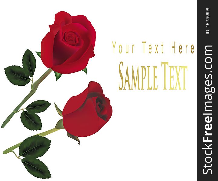 Photo-realistic illustration. Two red roses isolated on the white background. Photo-realistic illustration. Two red roses isolated on the white background.