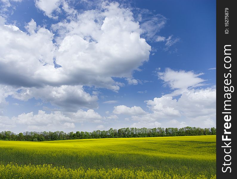 Yellow meadow under blue sky with clouds. Yellow meadow under blue sky with clouds
