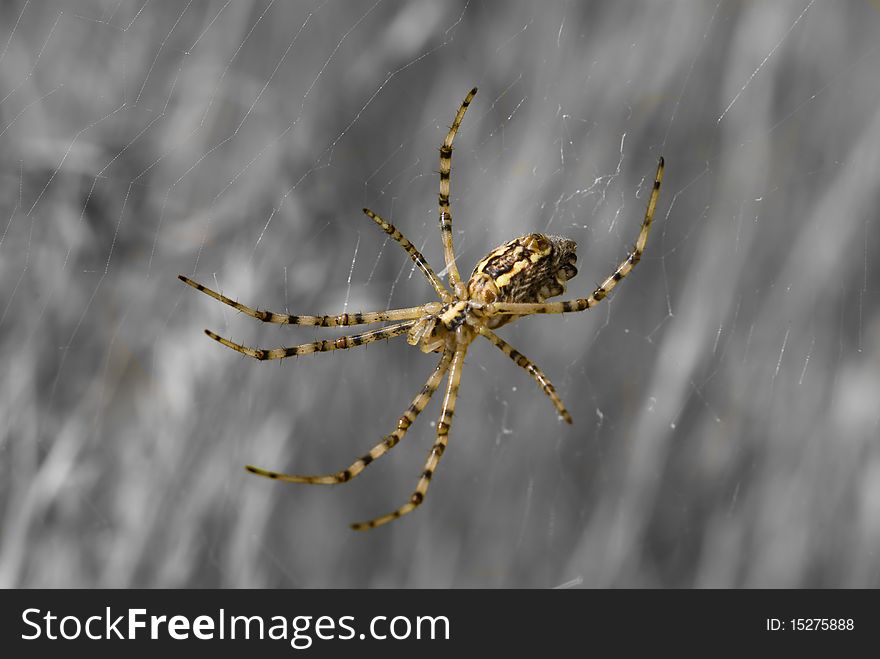 Big spider waiting for his prey on spiderweb