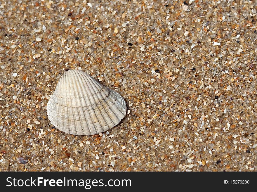 Sea shell lying on the sandy beach