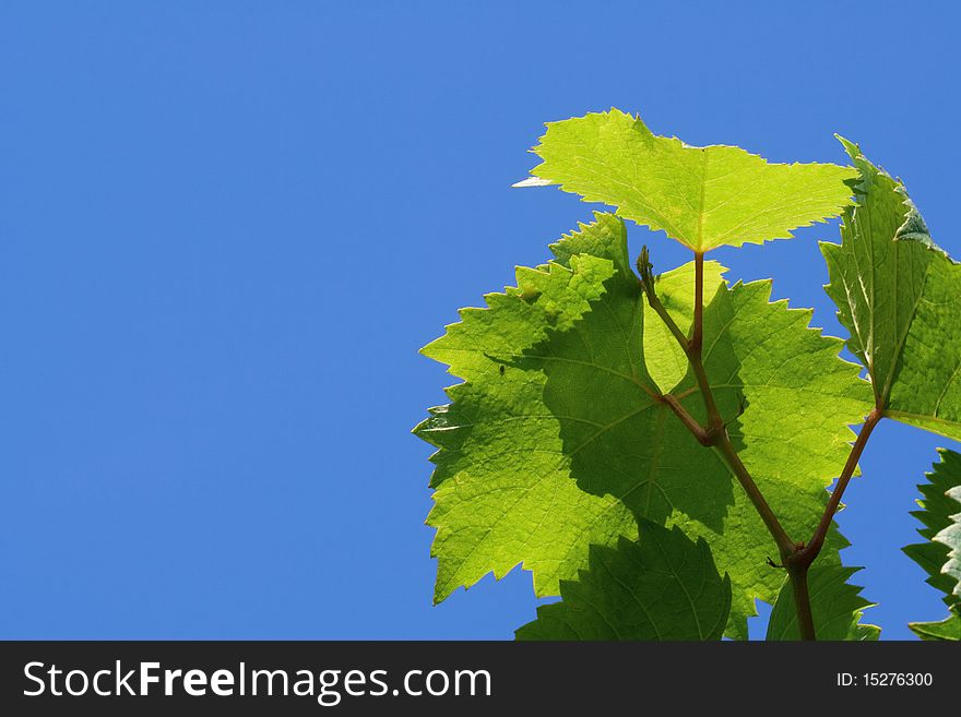 Leaves of young vines in the blue sky. Leaves of young vines in the blue sky