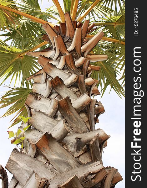 Large palm trees are very beautiful bark