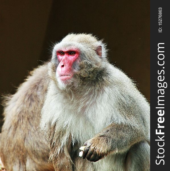 Macaque monkey trying to eat at a zoo in Amsterdam