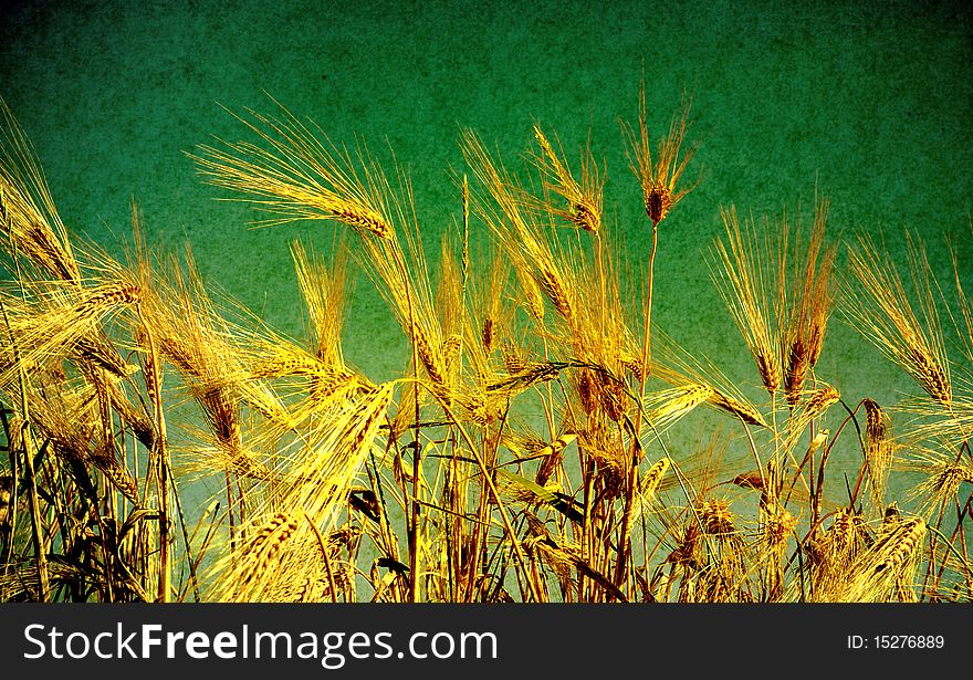 Ears of wheat on a grunge background